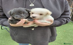 Jackapoo dogs for sale: Stunning Litter F1 JACKAPOO + Big Puppy Pack  - Image 13