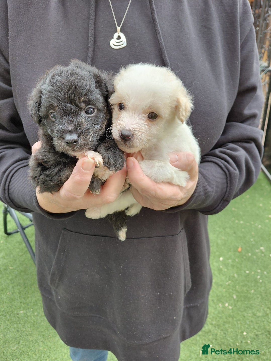 Jackapoo dogs for sale: Stunning Litter F1 JACKAPOO + Big Puppy Pack  - Image 13