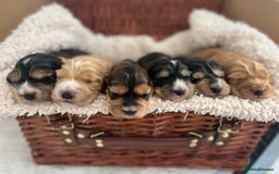 Cocker Spaniel dogs for sale: 🐾 Adorable Cocker Spaniel Puppies for Sale! 🐾  - Image 1