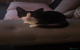 Domestic Shorthair cats for sale: Kitten for sale  - Image 5
