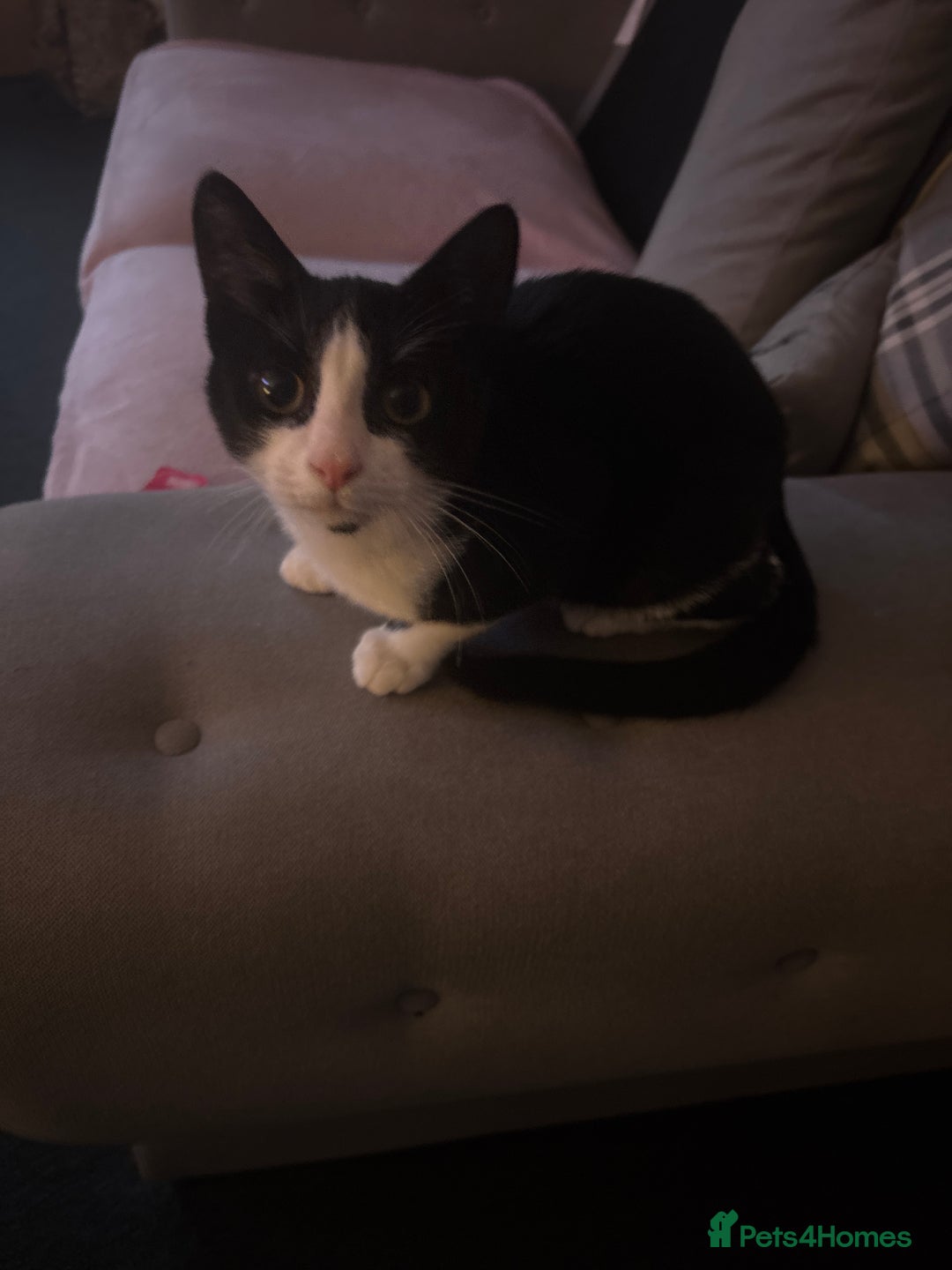Domestic Shorthair cats for sale: Kitten for sale  - Image 5