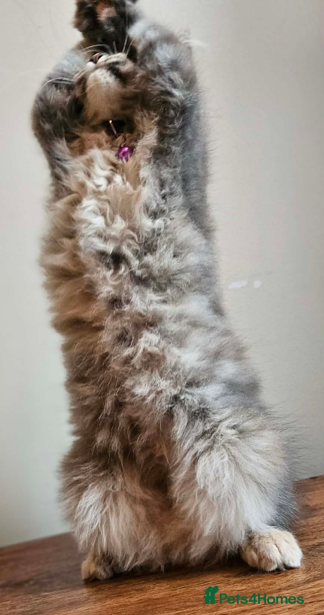 Maine Coon cats for sale: XXL Champion Line Maine Coons – Rare, Very Fluffy! - Advert 11