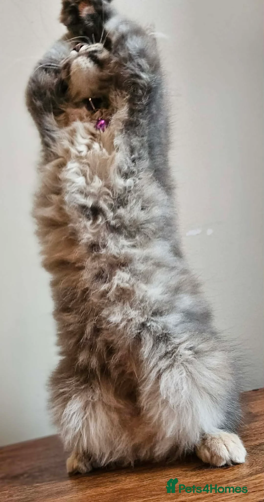 Maine Coon cats for sale: XXL Champion Line Maine Coons – Rare, Very Fluffy! - Advert 12