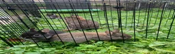 Netherland Dwarf rabbits for sale: LAST 1 LEFT - Gorgeous Netherland Dwarf - Advert 7