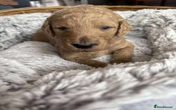 Mixed Breed dogs for sale: Multi generational goldendoodle puppies - Image 18