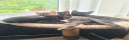 Mixed Breed cats for sale: Gorgeous kittens looking for Loving Homes - Advert 8