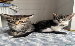 Mixed Breed cats for sale: Stunning tabby kittens  - Image 9