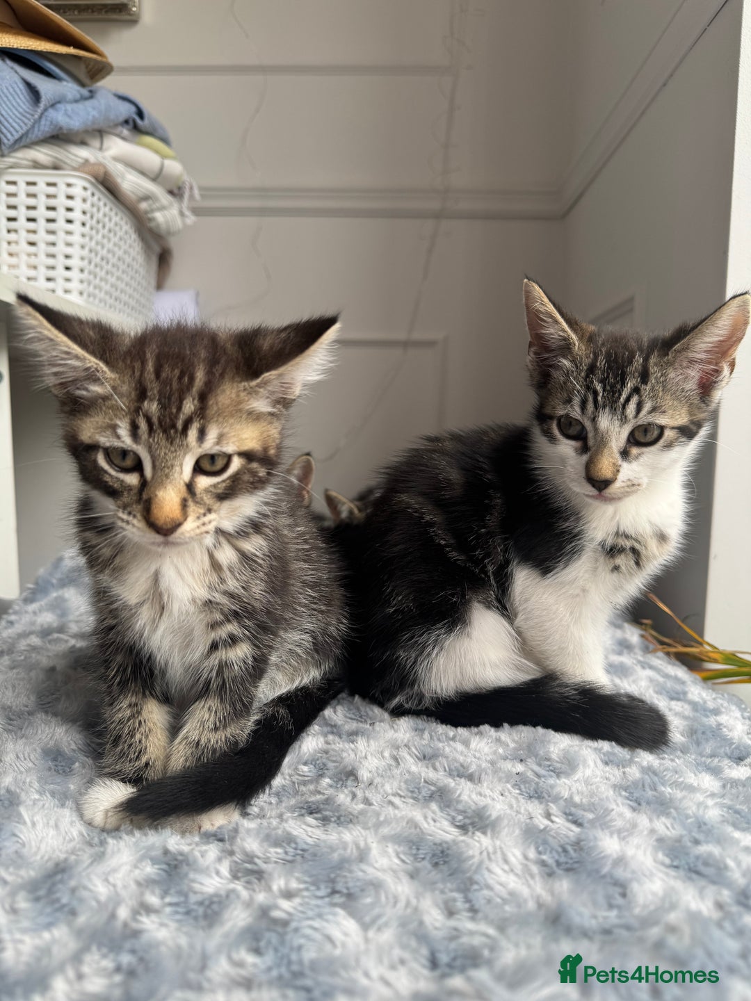 Mixed Breed cats for sale: Stunning tabby kittens  - Image 9