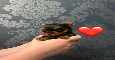 Yorkshire Terrier dogs in Melton Mowbray - Advert 1