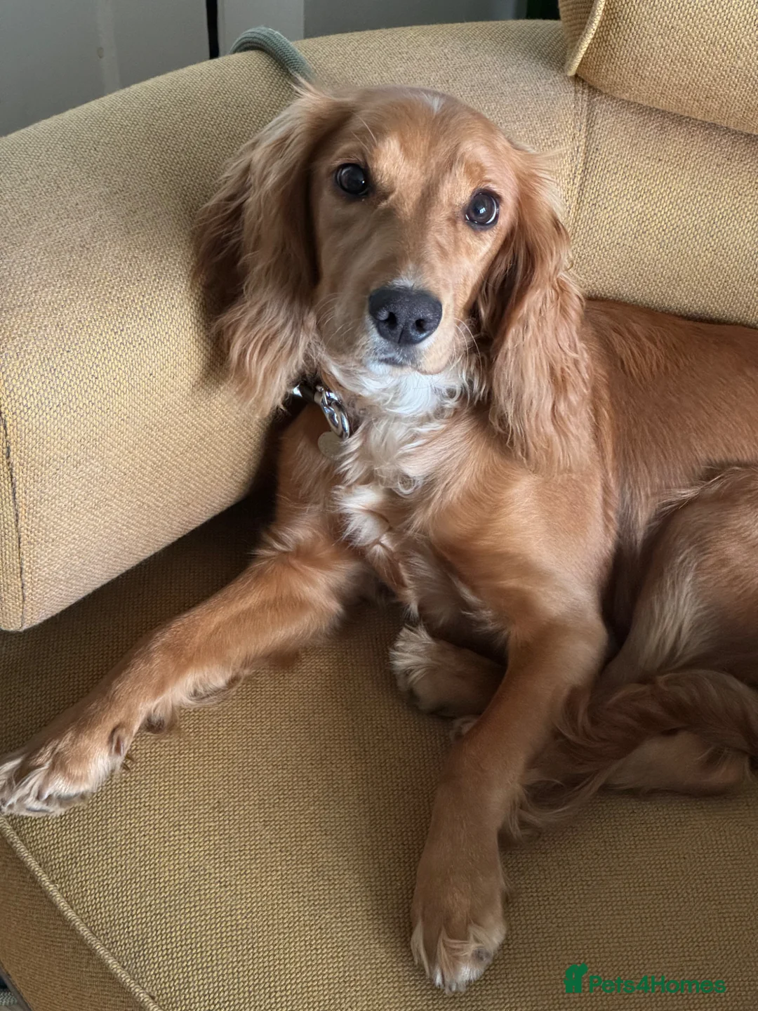 Cocker Spaniel dogs for sale: 8 month working cocker girl in London - Advert 2