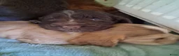 Cocker Spaniel dogs for sale: Beautiful KC Reg Show-Cocker Spaniel puppies  in Doncaster - Advert 13