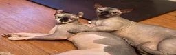 Sphynx cats for sale: Sphynx cats for new home  - Advert 3