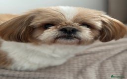 Shih Tzu dogs for sale: 🐾 Sweet Shih Tzu Looking for a Loving Home 🐾 - Image 5