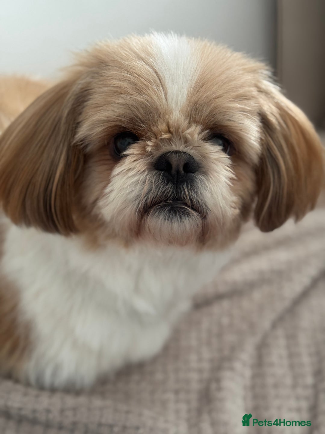 Shih Tzu dogs for sale: 🐾 Sweet Shih Tzu Looking for a Loving Home 🐾 - Image 5