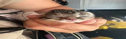 Mixed Breed cats for sale: Beautiful litter - Advert 7