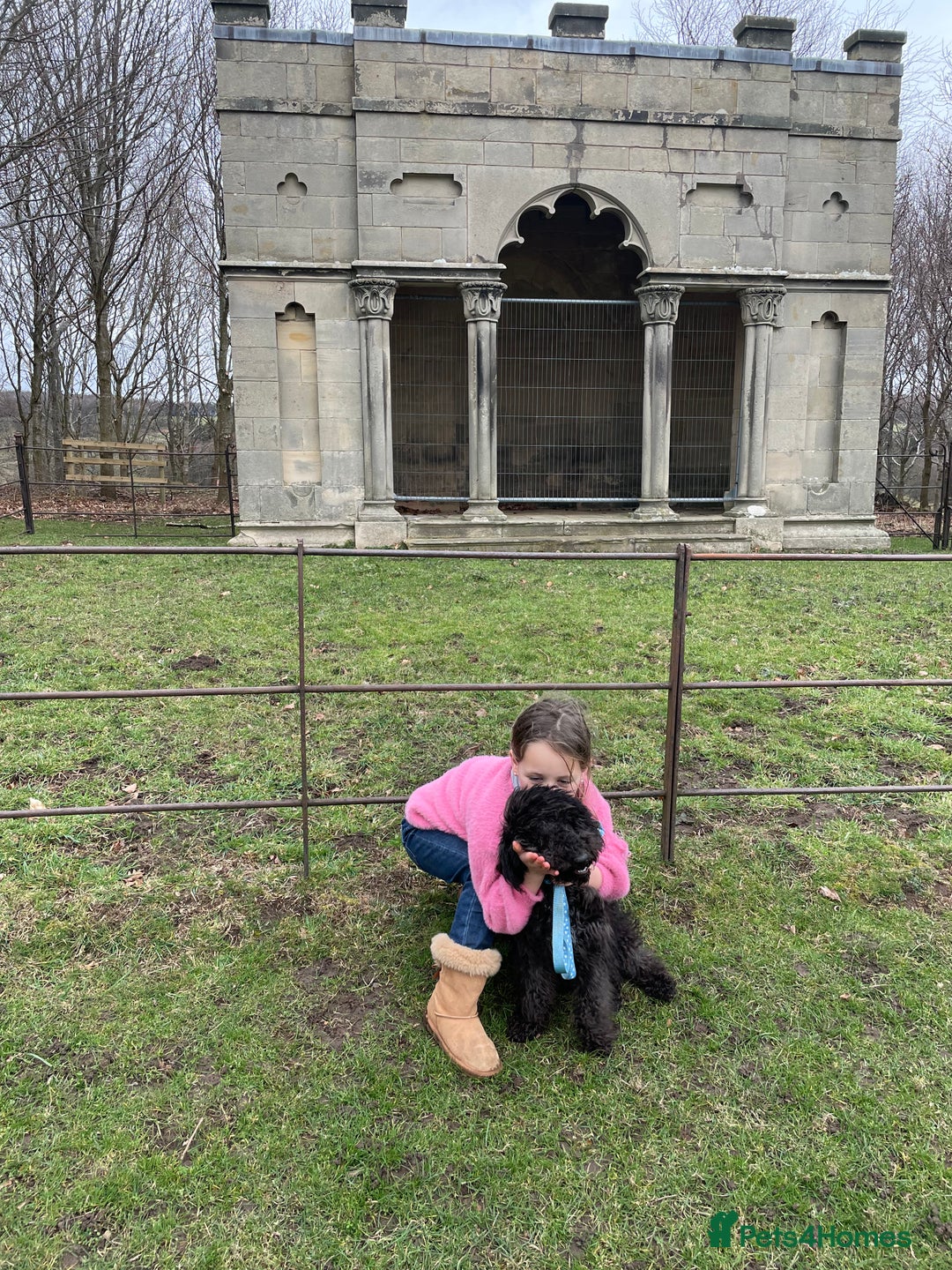 Bedlington Terrier dogs for stud: Teddy - Beddlington  - Advert 3