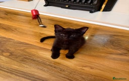 Mixed Breed cats for sale: 2 Tabby boy  - Image 5