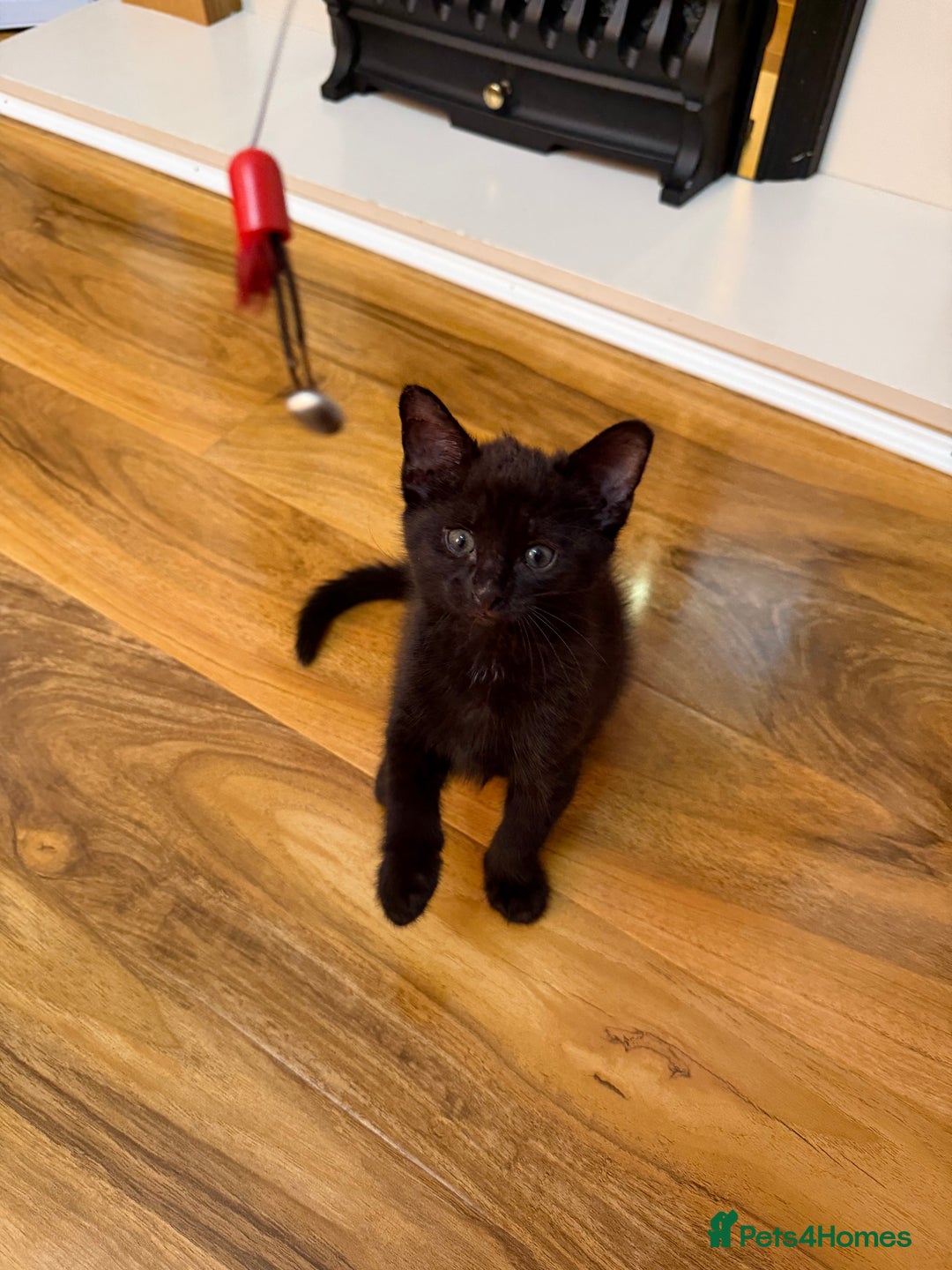 Mixed Breed cats for sale: 2 Tabby boy  - Image 5