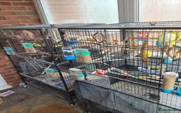 Budgerigars birds for sale: 10 Budgies and 2 large cages - Image 7