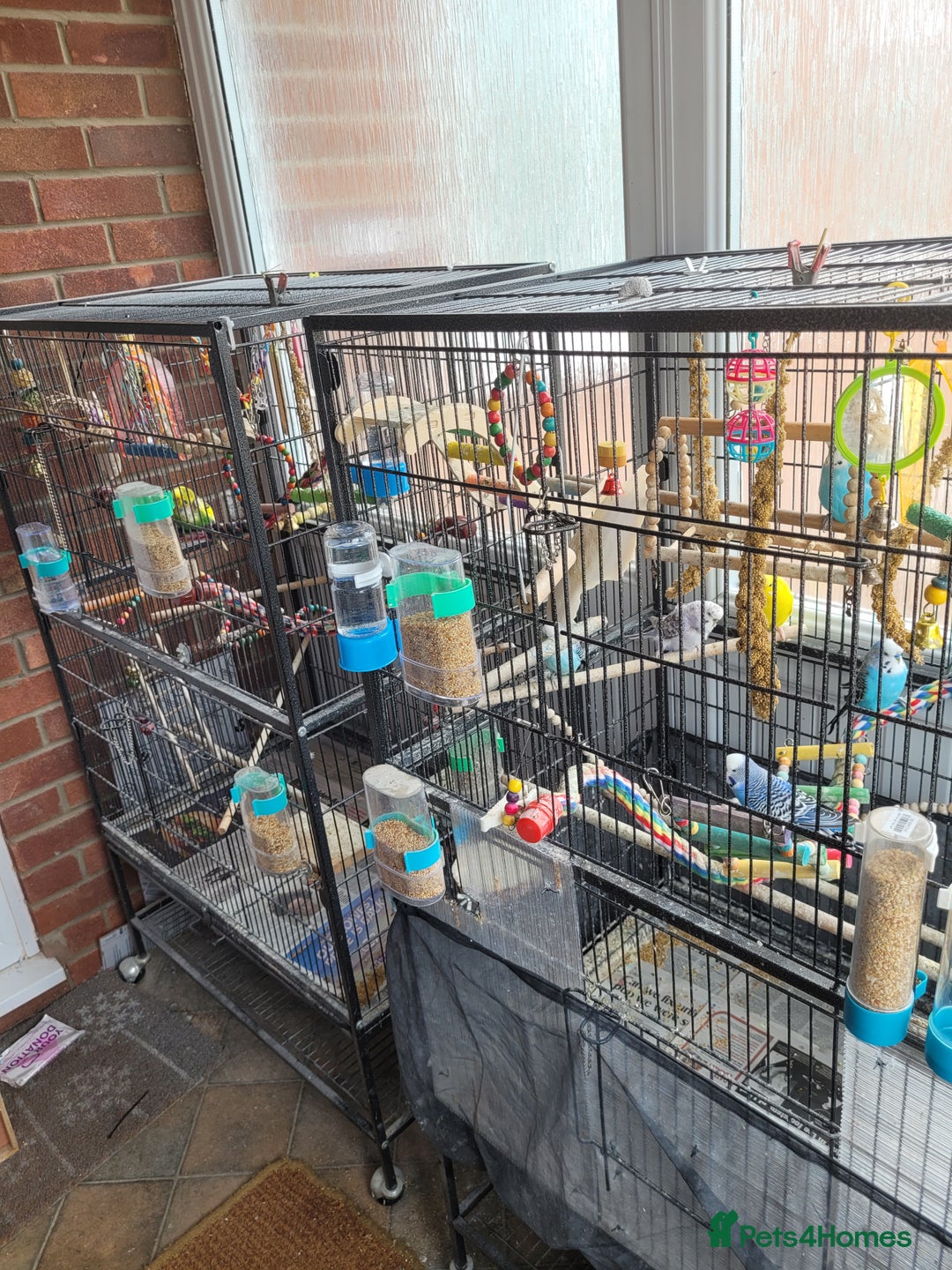 Budgerigars birds for sale: 10 Budgies and 2 large cages - Image 7