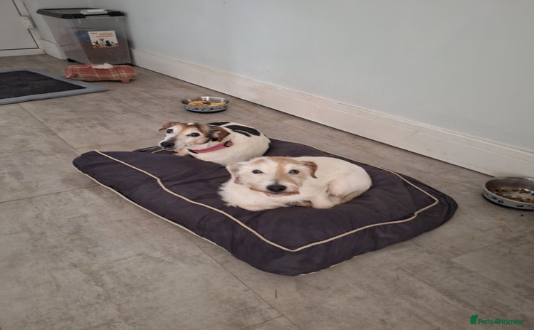 Jack Russell dogs - Advert 1