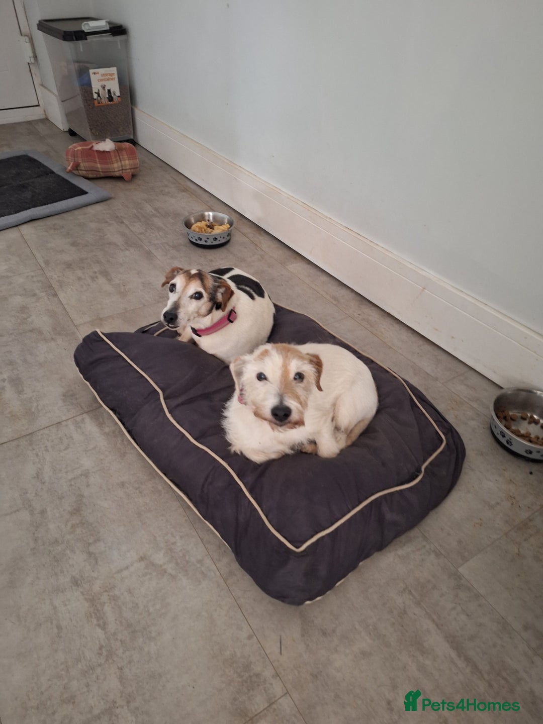 Jack Russell dogs for adoption: 2 x Jack russels 14yrs old - Image 1