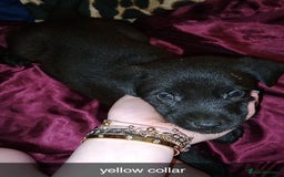 Mixed Breed dogs for sale: 10 lovely pups will be ready to go this week - Image 3