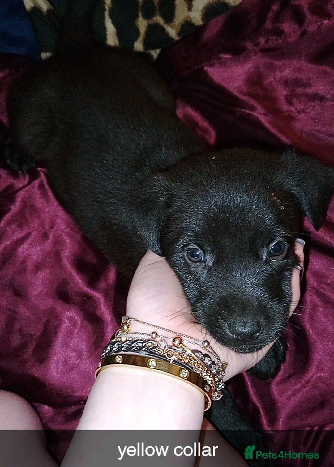 Mixed Breed dogs for sale: 10 lovely pups will be ready to go this week - Image 3