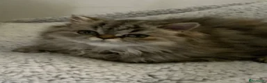 Persian 1