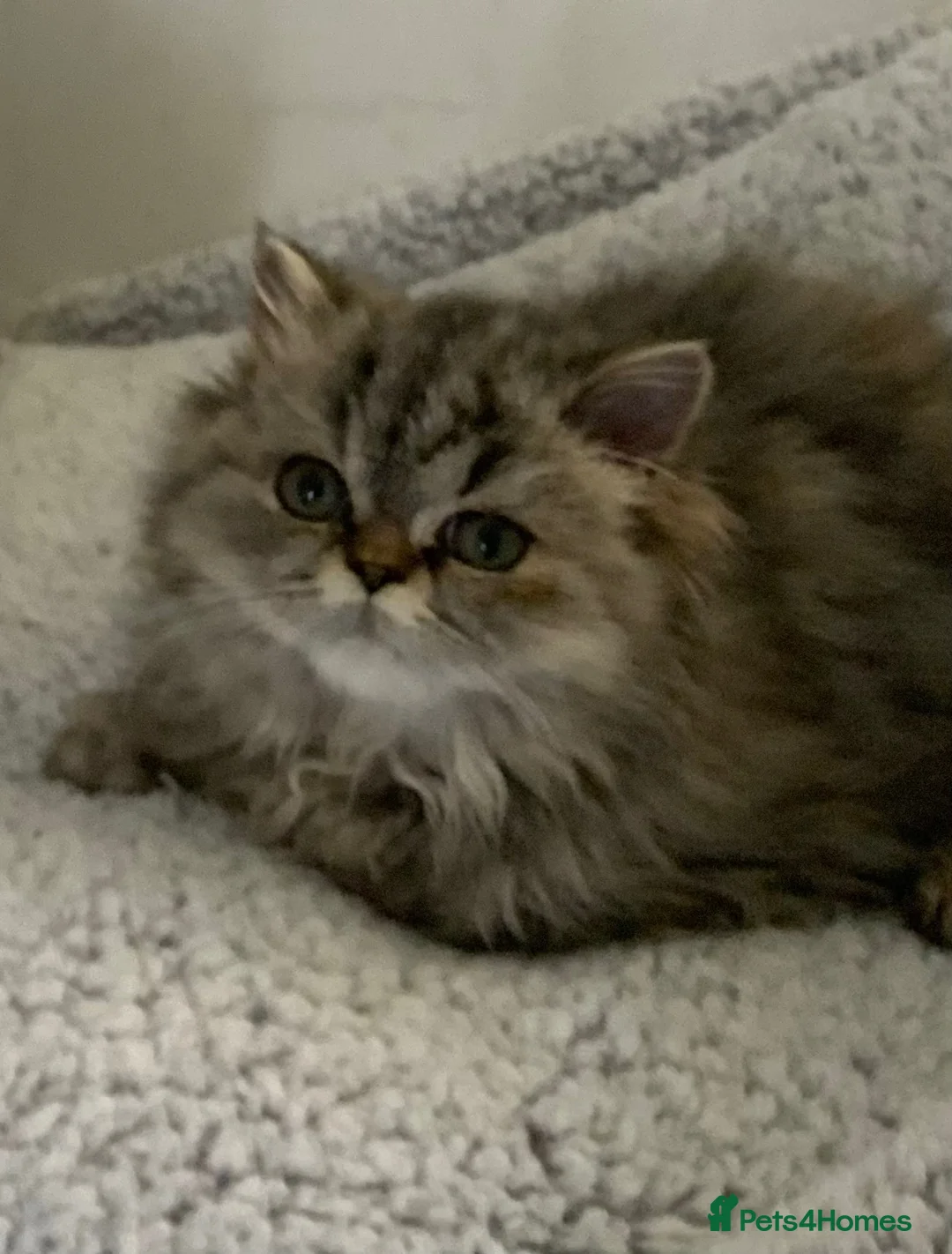 Persian cats for sale: 2 STUNNING FEMALE PERSIANS - Advert 2