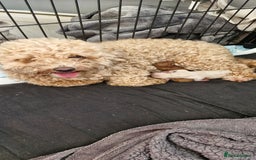 Poochon dogs for sale: Two gorgeous Poochon puppies - Image 15