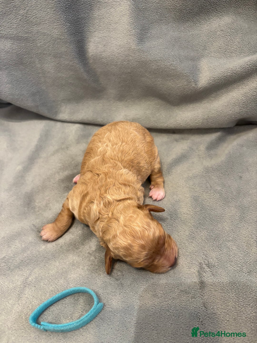 Cavapoochon dogs for sale: Cavapoochon Puppies - Image 17
