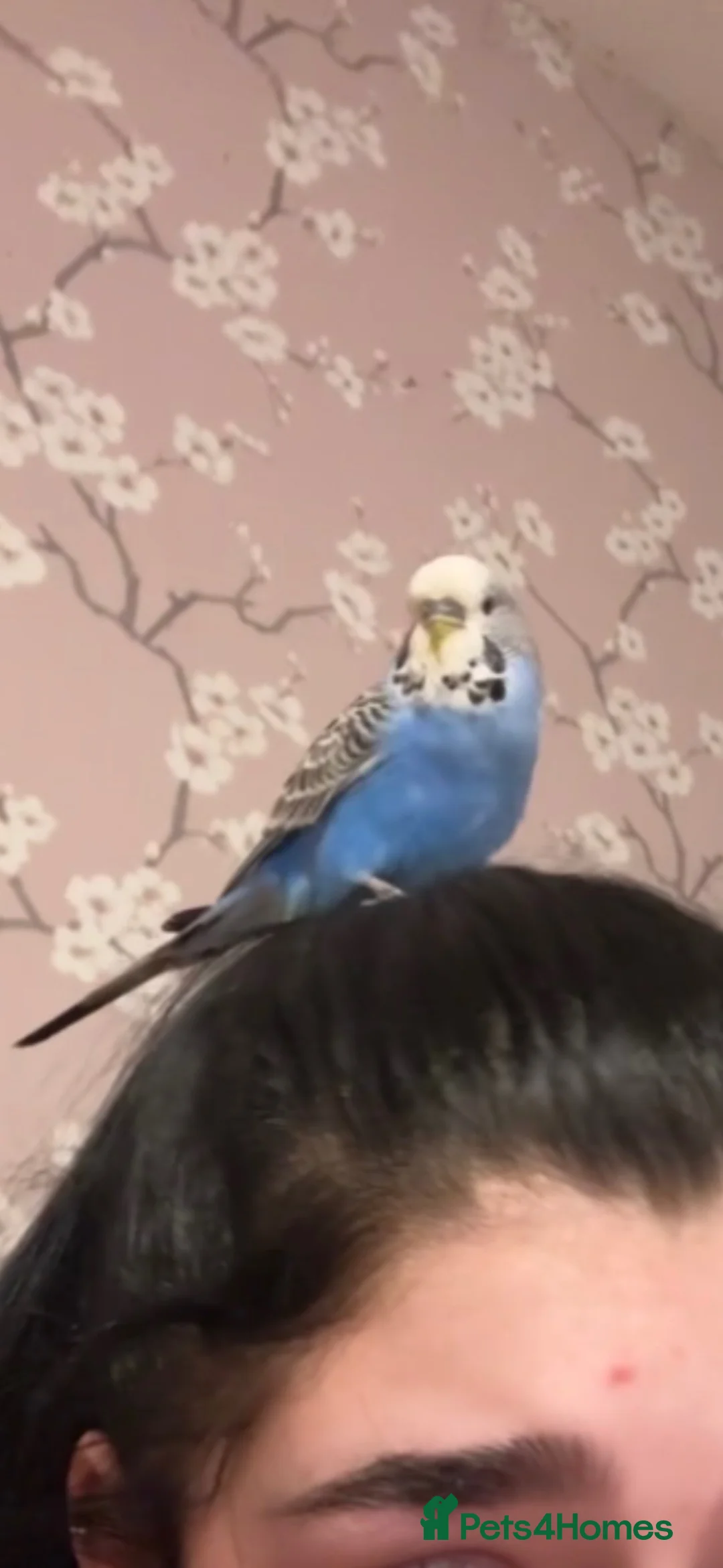 Budgerigars birds for sale: Two friendly budgies for sale, big cage included in Armagh - Advert 2