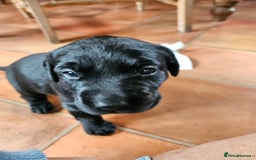 Labrador Retriever dogs for sale: KC Registered Black Labrador Puppies - Image 8