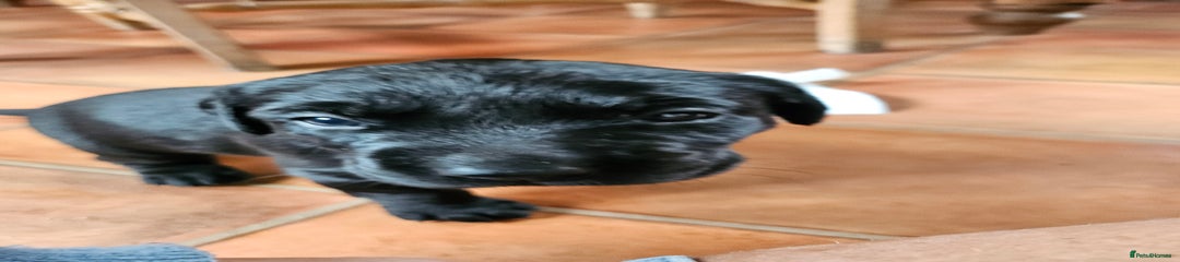 Labrador Retriever Puppy 2
