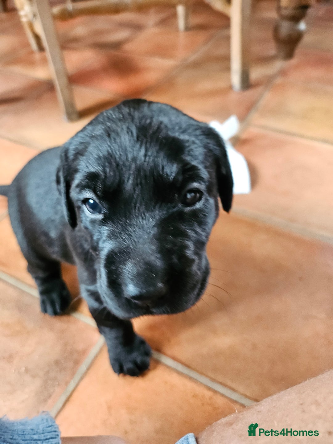 Labrador Retriever dogs for sale: KC Registered Black Labrador Puppies - Image 8