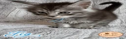 Maine Coon cats for sale: 🌿 THE HERITAGE COLLECTION 🌿 - Advert 7