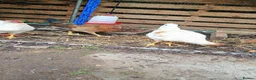 Chickens poultry for sale: Free to good home  in Newport - Advert 1
