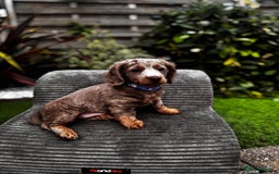 Miniature Dachshund dogs for sale: 💗 READY TO LEAVE - K.C MINIATURE DACHSHUND 💗 - Image 31