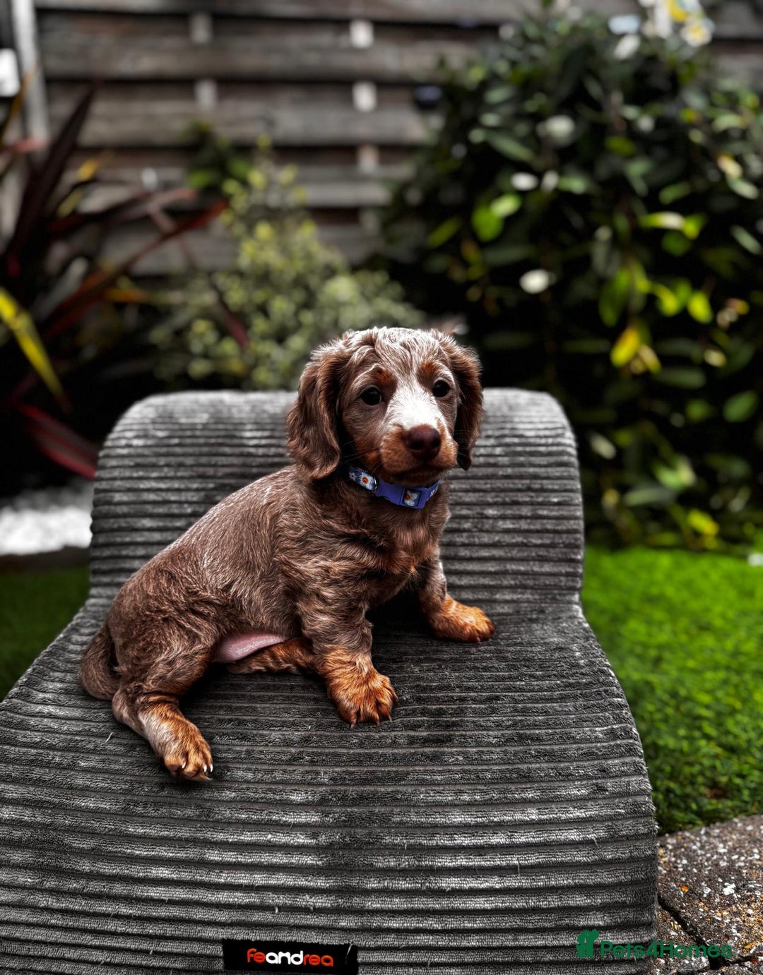 Miniature Dachshund dogs for sale: 💗 READY TO LEAVE - K.C MINIATURE DACHSHUND 💗 - Image 31