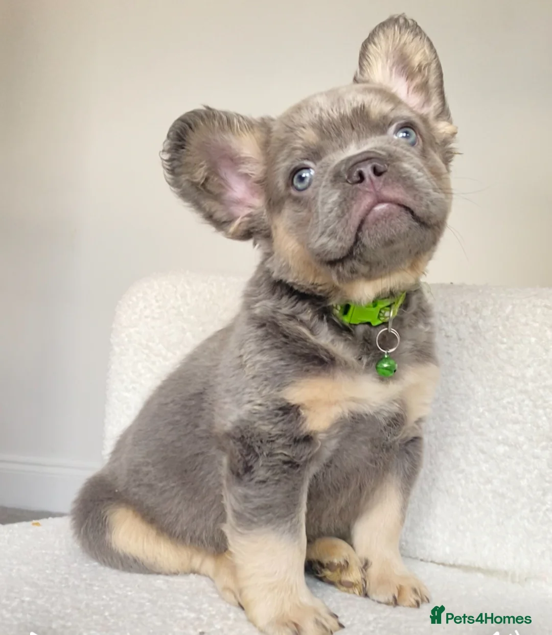 French Bulldog dogs for sale: FULL FLUFFY FRENCH BULLDOG  - Advert 8