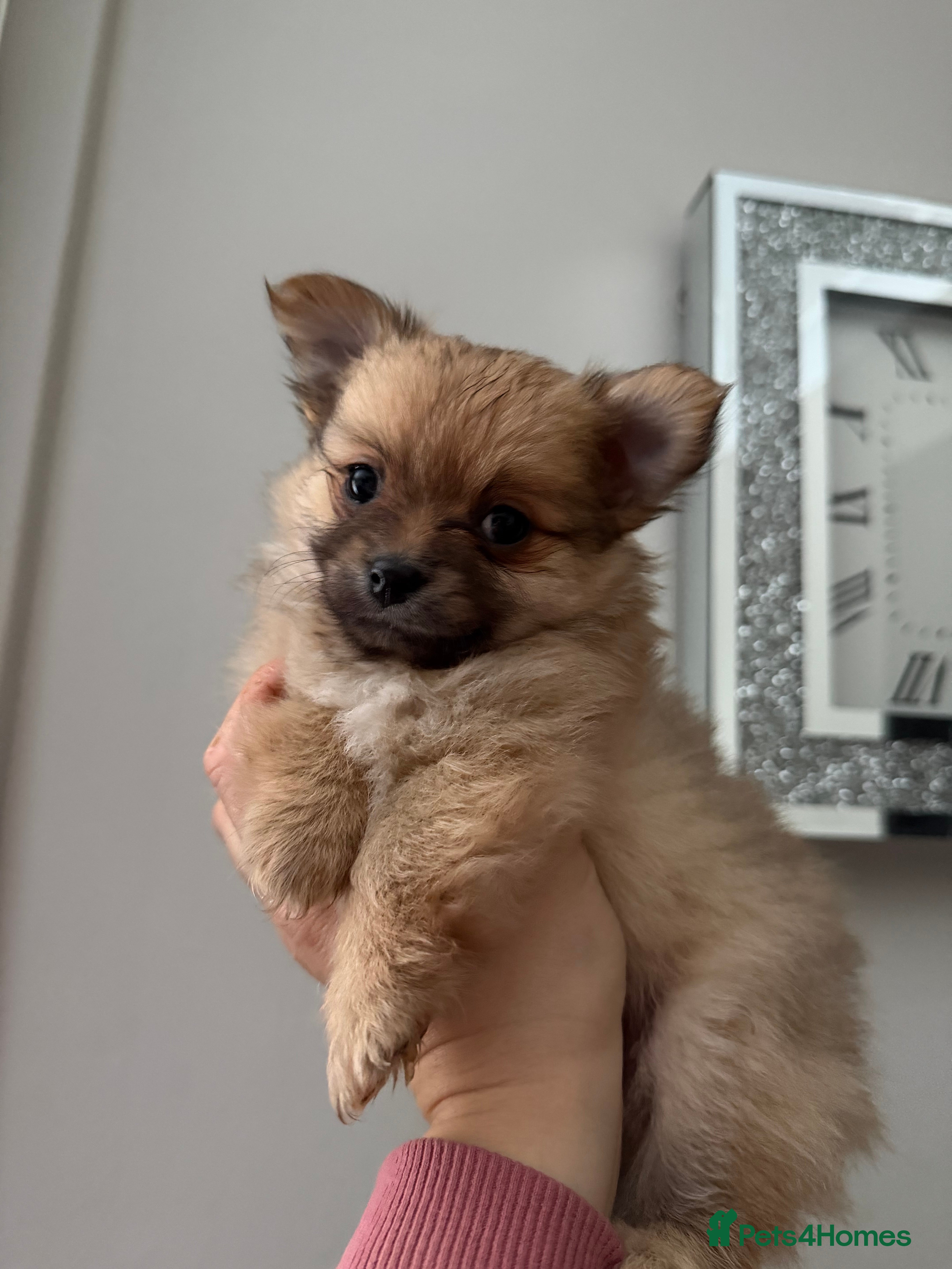 Pomchi dogs Pomchi puppies  - Advert 1