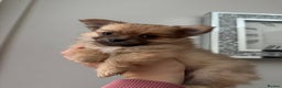 Pomchi dogs for sale: Pomchi puppies  - Advert 1