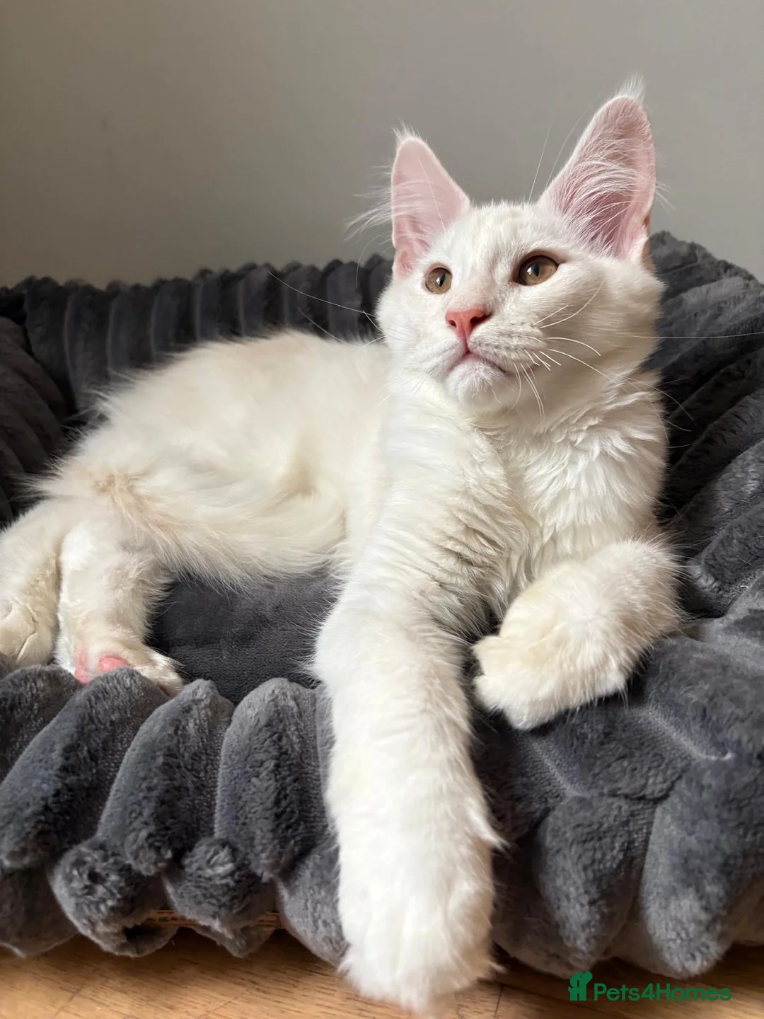 Maine Coon cats for sale: XL Maine Coon Kittens for Sale – TICA Reg - Advert 16