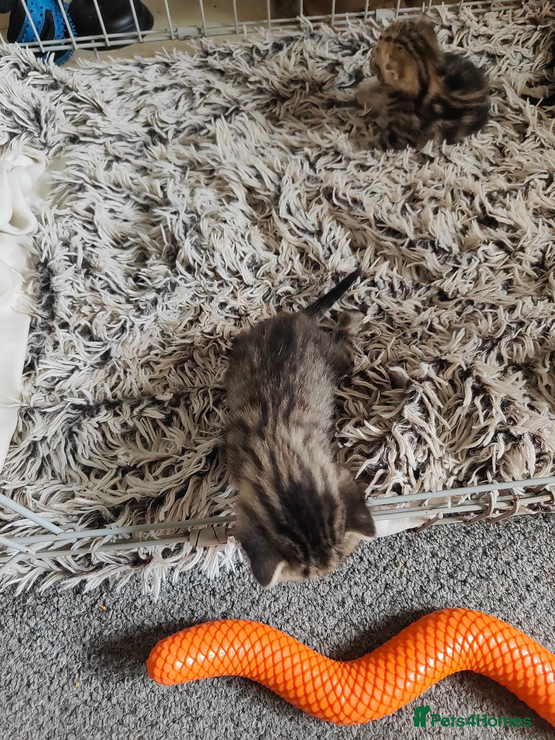 Savannah cats for sale: Savannah x Maine coon - Image 5