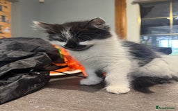 Mixed Breed cats for sale: Long haired girl fluffy Kittens  - Image 5