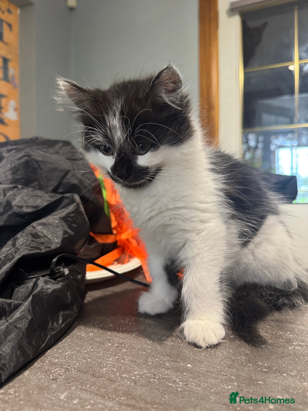 Mixed Breed cats for sale: Long haired girl fluffy Kittens  - Image 5