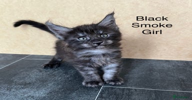 Maine Coon cats - Advert 2