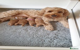 Cockapoo dogs for sale: Gorgeous cockapoo puppies - Image 1