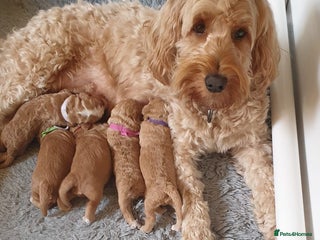 Cockapoo dogs - Advert 3